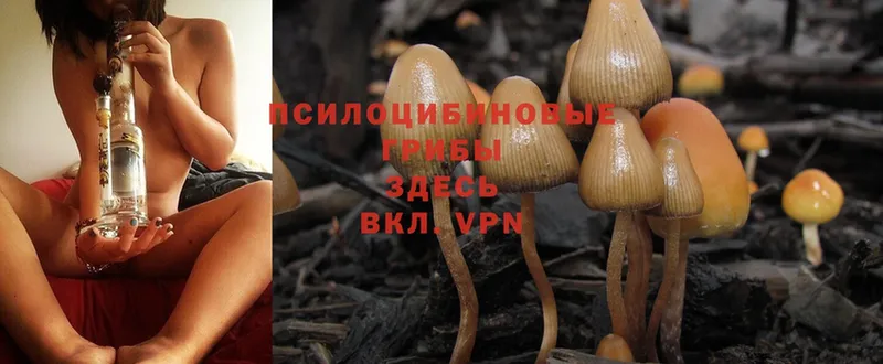 Галлюциногенные грибы Psilocybine cubensis  купить закладку  Иннополис 